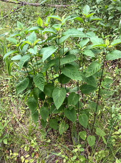 image of Scutellaria incana var. punctata, Hoary Skullcap, Downy Skullcap