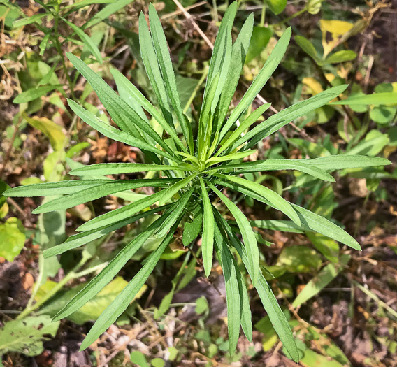 image of Erigeron pusillus, Southern Horseweed