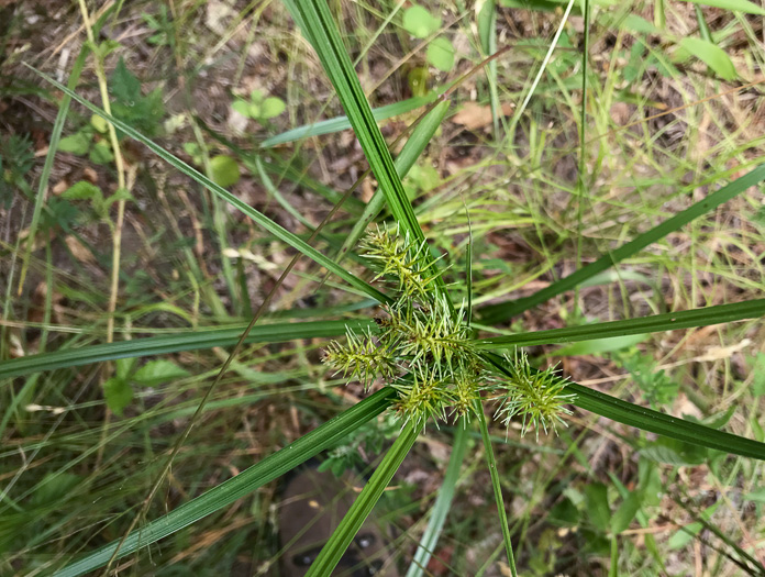 image of Cyperus strigosus var. strigosus, False Nutsedge, Straw Flatsedge, Straw-colored Flatsedge