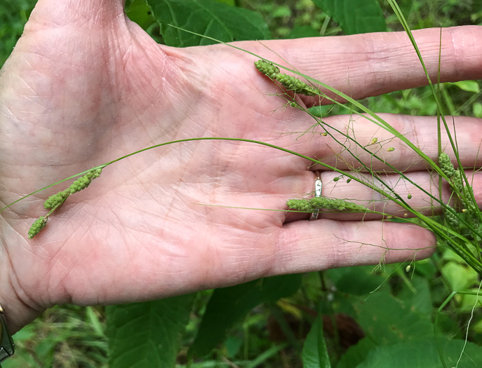 image of Carex swanii, Swan's Sedge