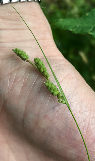 image of Carex swanii, Swan's Sedge