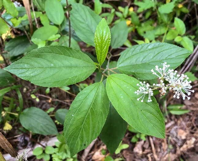 image of Ceanothus americanus var. americanus, Common New Jersey Tea, Redroot, Northeastern Ceanothus