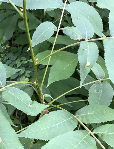 image of Carya cordiformis, Bitternut Hickory