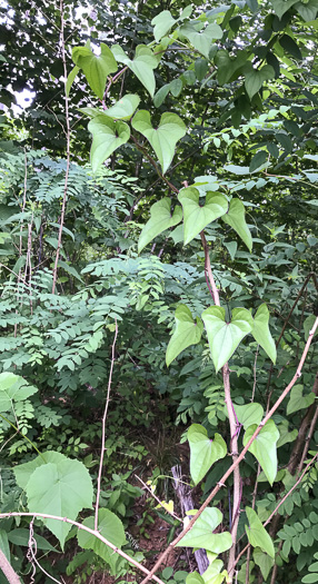 image of Dioscorea polystachya, Cinnamon Vine, Chinese Yam