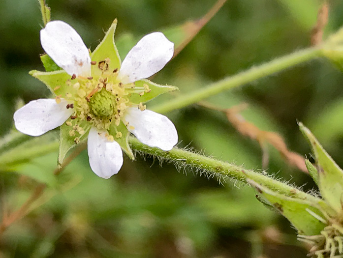 Geum canadense, White Avens