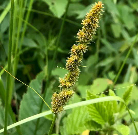 image of Carex vulpinoidea, Fox Sedge