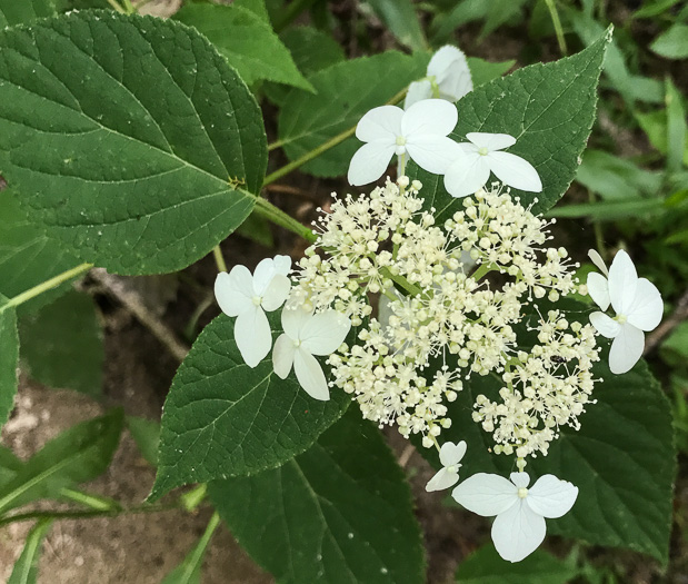 image of Hydrangea radiata, Snowy Hydrangea, Silverleaf Hydrangea