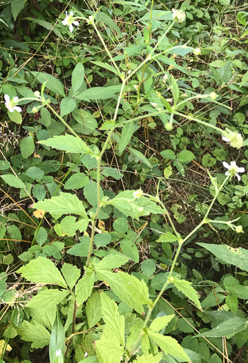 image of Geum canadense, White Avens