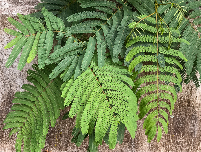 image of Albizia julibrissin, Mimosa, Silktree, Albizia