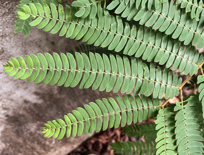 image of Albizia julibrissin, Mimosa, Silktree, Albizia