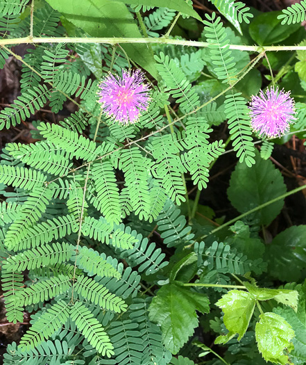 image of Mimosa microphylla, Littleleaf Sensitive-briar, Eastern Sensitive-briar