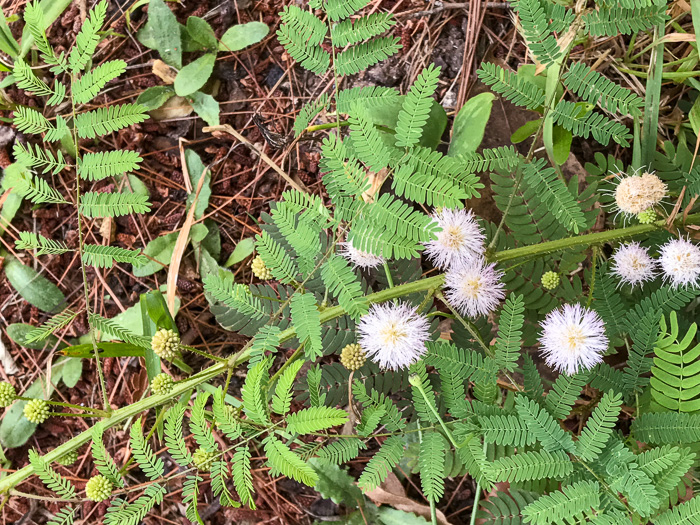 image of Mimosa microphylla, Littleleaf Sensitive-briar, Eastern Sensitive-briar