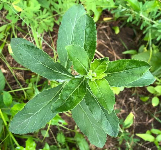 image of Lobelia puberula, Downy Lobelia, Hairy Lobelia