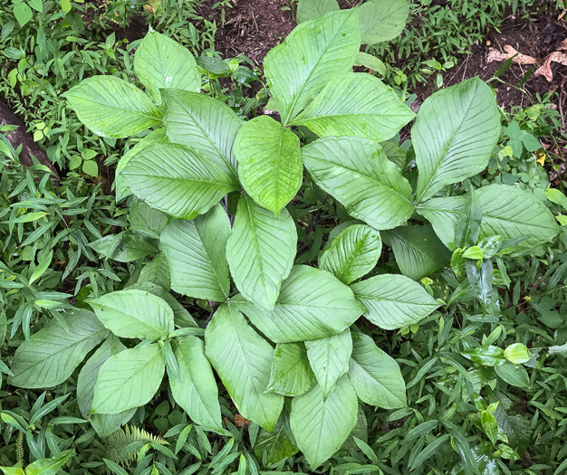 Common Jack-in-the-Pulpit