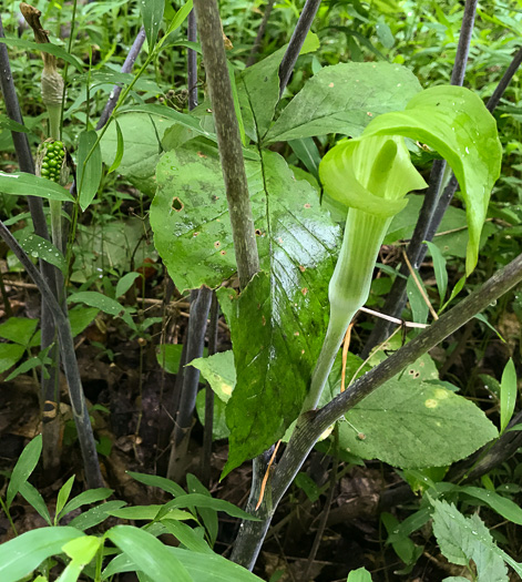 image of Arisaema triphyllum, Common Jack-in-the-Pulpit, Indian Turnip