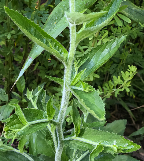 image of Lobelia inflata, Indian-tobacco, Pukeweed