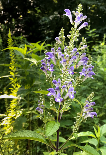 image of Scutellaria incana var. punctata, Hoary Skullcap, Downy Skullcap