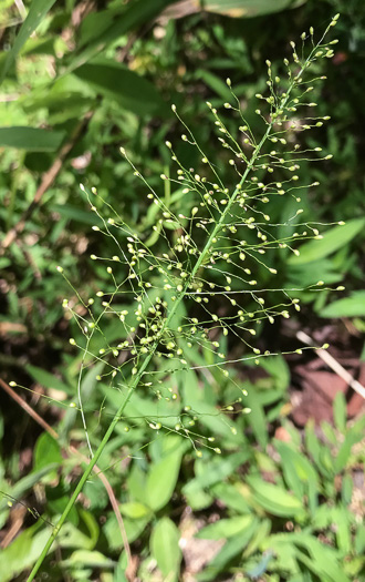 spikelet