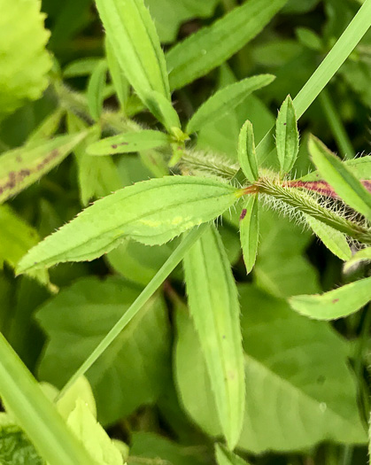 Pale Meadowbeauty