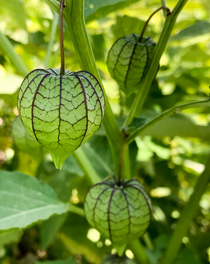 image of Physalis angulata, Smooth Ground-cherry, Cutleaf Ground-cherry