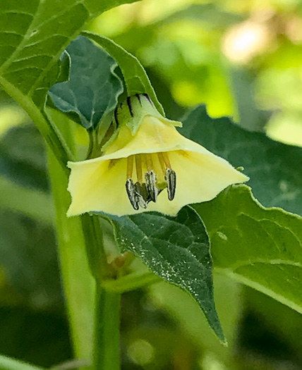 image of Physalis angulata, Smooth Ground-cherry, Cutleaf Ground-cherry