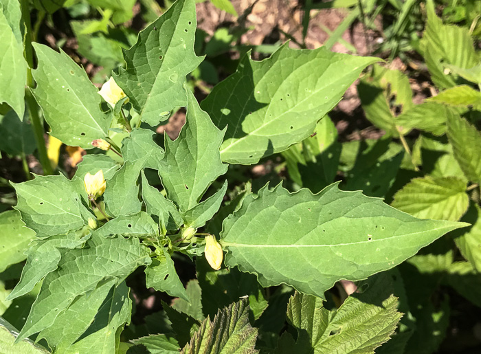 image of Physalis angulata, Smooth Ground-cherry, Cutleaf Ground-cherry