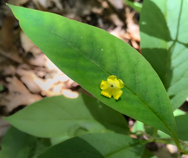 image of Lysimachia fraseri, Fraser's Loosestrife