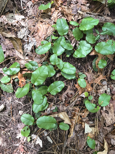 Trailing Arbutus