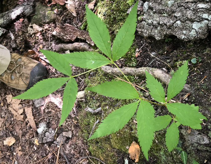 image of Gillenia trifoliata, Bowman's Root, Mountain Indian Physic, Fawn's Breath