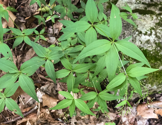 image of Galium latifolium, Purple Bedstraw, Wideleaf Bedstraw