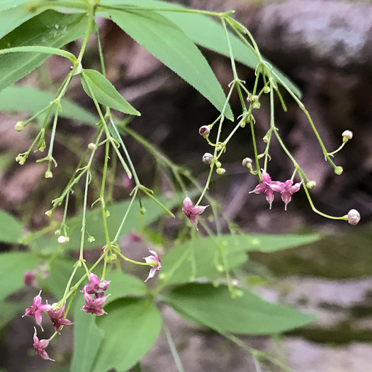 image of Galium latifolium, Purple Bedstraw, Wideleaf Bedstraw