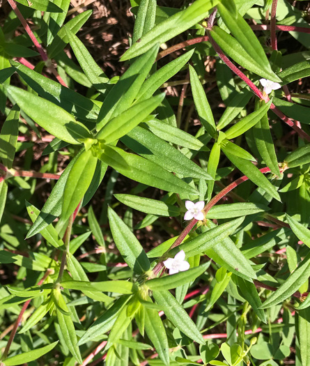 image of Hexasepalum teres, Poor-joe, Rough Buttonweed