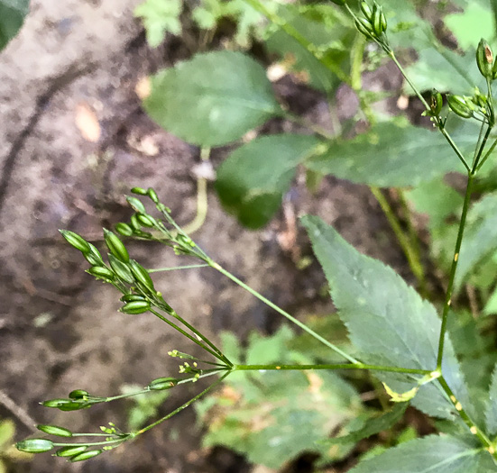 image of Cryptotaenia canadensis, Honewort