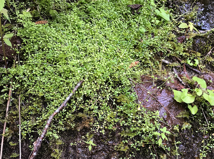 image of Houstonia serpyllifolia, Thymeleaf Bluet, Appalachian Bluet, Prostrate Bluet, Marsh Bluet