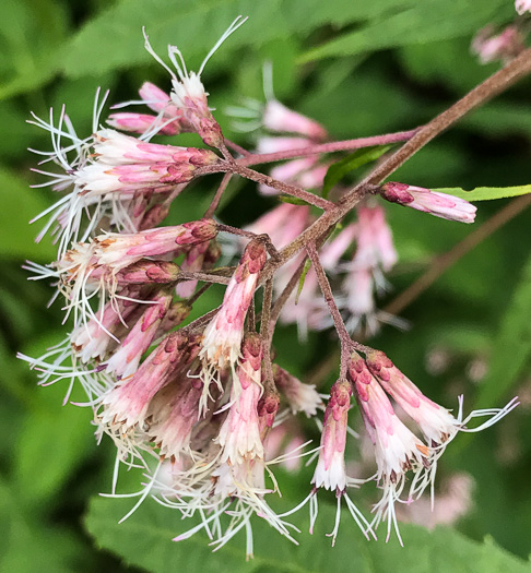 image of Eutrochium fistulosum, Hollow-stem Joe-pye-weed