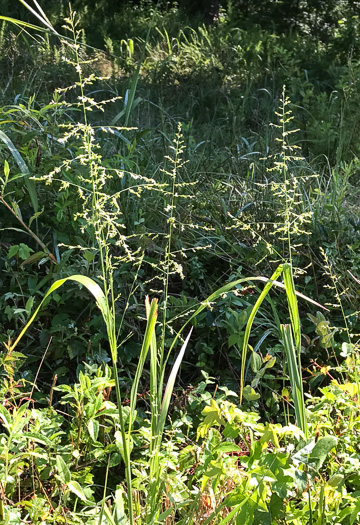 image of Coleataenia anceps ssp. anceps, Beaked Panicum, Beaked Panicgrass