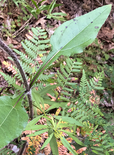 image of Helianthus atrorubens, Purple-disk Sunflower, Hairy Wood Sunflower, Appalachian Sunflower