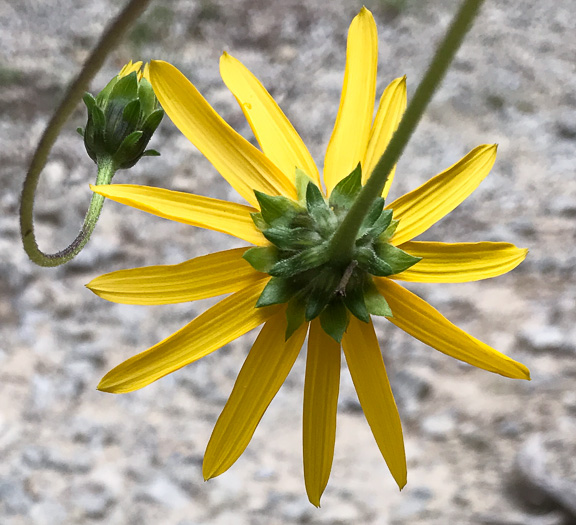 image of Helianthus atrorubens, Purple-disk Sunflower, Hairy Wood Sunflower, Appalachian Sunflower