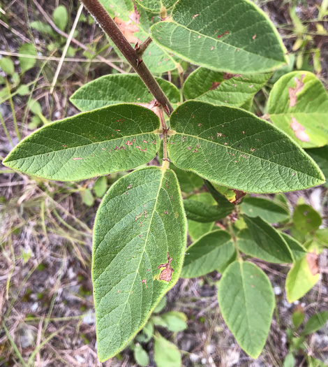 image of Desmodium obtusum, Stiff Tick-trefoil