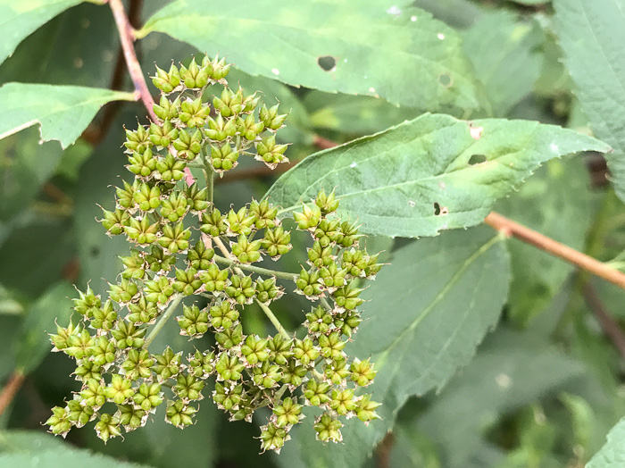 image of Spiraea japonica, Japanese Spiraea