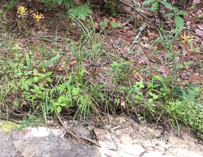 image of Platanthera ciliaris, Yellow Fringed Orchid