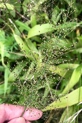 spikelet