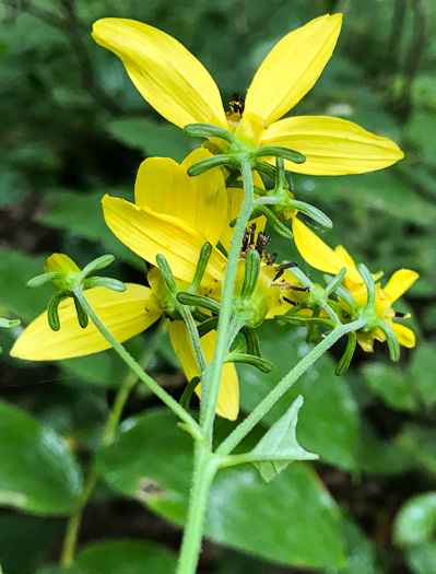 image of Coreopsis latifolia, Broadleaf Coreopsis, Broadleaf Tickseed