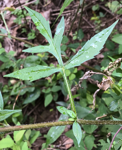 image of Rudbeckia triloba var. beadlei, Chauncey's Coneflower