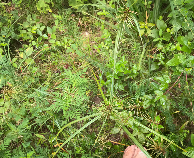 image of Cyperus strigosus var. strigosus, False Nutsedge, Straw Flatsedge, Straw-colored Flatsedge