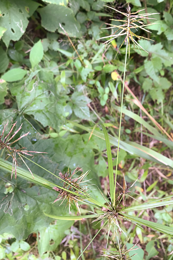 image of Cyperus strigosus var. strigosus, False Nutsedge, Straw Flatsedge, Straw-colored Flatsedge