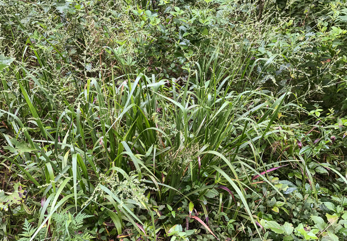 image of Coleataenia anceps ssp. anceps, Beaked Panicum, Beaked Panicgrass