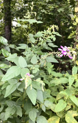 image of Desmodium canescens, Hoary Tick-trefoil