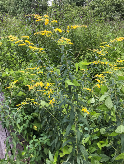 image of Solidago gigantea, Smooth Goldenrod, Late Goldenrod, Giant Goldenrod