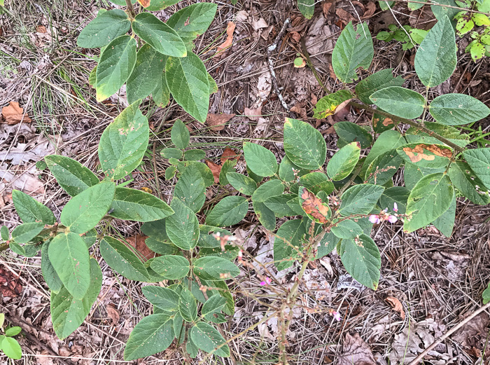 image of Desmodium obtusum, Stiff Tick-trefoil